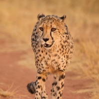 gepard - Acinonyx jubatus