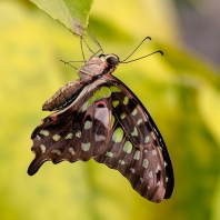 Graphium agamemnon