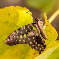 Graphium agamemnon