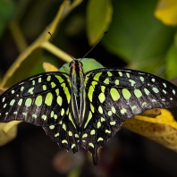 Graphium agamemnon