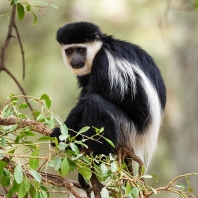 gueréza pláštíková - Colobus guereza