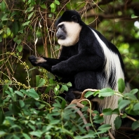 gueréza pláštíková - Colobus guereza