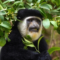 gueréza pláštíková - Colobus guereza