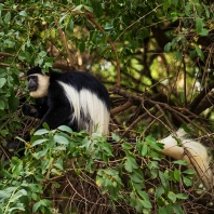 gueréza pláštíková - Colobus guereza