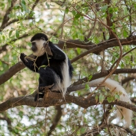 gueréza pláštíková - Colobus guereza