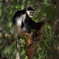 gueréza pláštíková - Colobus guereza