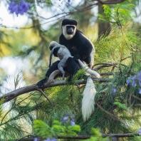 gueréza pláštíková - Colobus guereza