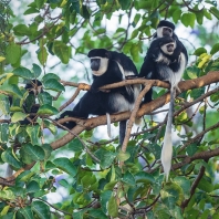 gueréza pláštíková - Colobus guereza