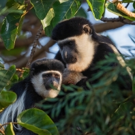 gueréza pláštíková - Colobus guereza