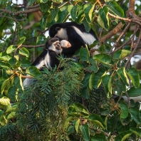 gueréza pláštíková - Colobus guereza