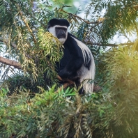 gueréza pláštíková - Colobus guereza