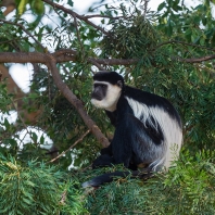 gueréza pláštíková - Colobus guereza