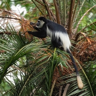 gueréza pláštíková - Colobus guereza