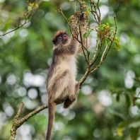 gueréza šedonohá - Piliocolobus...