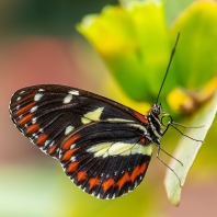 Heliconius atthis