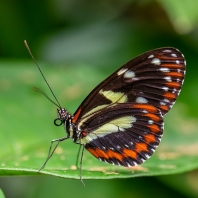 Heliconius atthis