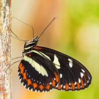 Heliconius atthis