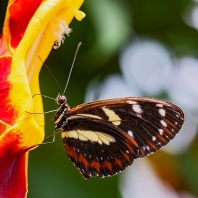 Heliconius atthis