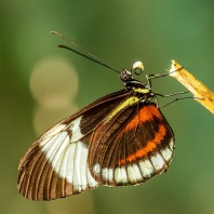 Heliconius cydno