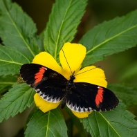 Heliconius melpomene