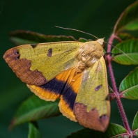 hnědopáska pistáciová - Ophiusa tirhaca