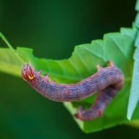 hnědopáska pistáciová - Ophiusa tirhaca