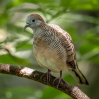 holoubek vlnkovaný - Geopelia striata