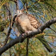 holoubek vlnkovaný - Geopelia striata