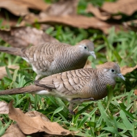 holoubek vlnkovaný - Geopelia striata