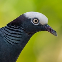 holub antilský - Patagioenas leucocephala