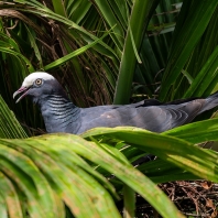 holub antilský - Patagioenas leucocephala