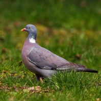 holub hřivnáč - Columba palumbus