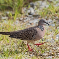 hrdlička kropenatá - Spilopelia chinensis