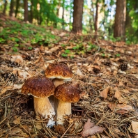 hřib smrkový - Boletus edulis