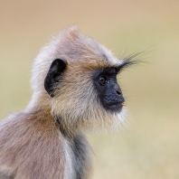 hulman posvátný - Semnopithecus entellus