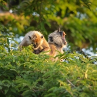 hulman posvátný - Semnopithecus entellus