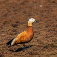 husice rezavá - Tadorna ferruginea