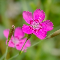 hvozdík kropenatý - Dianthus deltoides