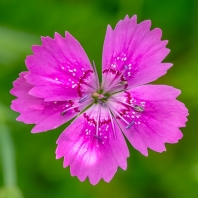 hvozdík kropenatý - Dianthus deltoides