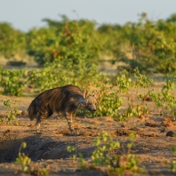 hyena čabraková - Hyaena brunnea