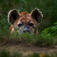 hyena skvrnitá - Crocuta crocuta