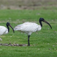 ibis černohlavý - Threskiornis...