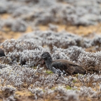 ibis etiopský - Bostrychia carunculata