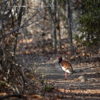 ibis madagaskarský - Lophotibis cristata