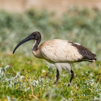 ibis posvátný - Threskiornis aethiopicus