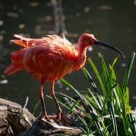 ibis rudý - Eudocimus ruber