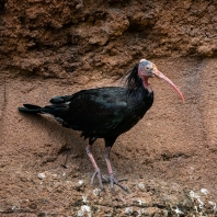 ibis skalní - Geronticus eremita