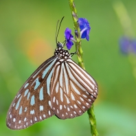 Ideopsis vulgaris