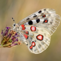 jasoň červenooký - Parnassius apollo