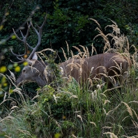 jelen evropský - Cervus elaphus